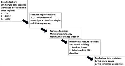 Identification of cortical interneuron cell markers in mouse embryos based on machine learning analysis of single-cell transcriptomics